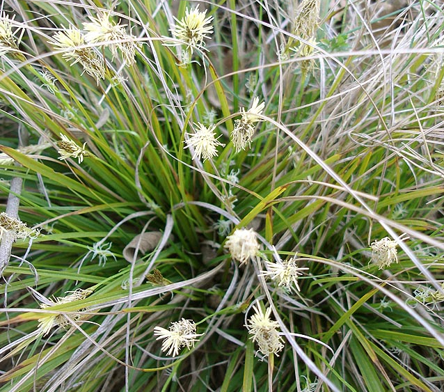 Прикрасять сад і проженуть бур'яни: 11 квітів, які принесуть користь ділянці